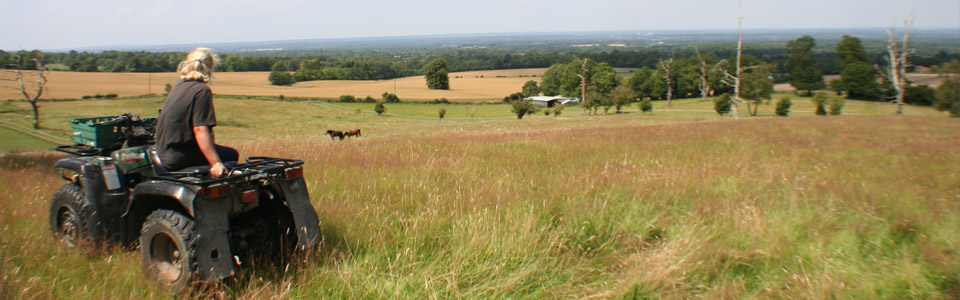 wix hill livery stables school