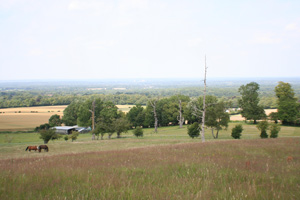 wix hill livery fields